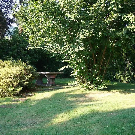 Rododendro Di